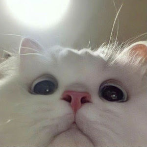 Meet your Posher, Sagun